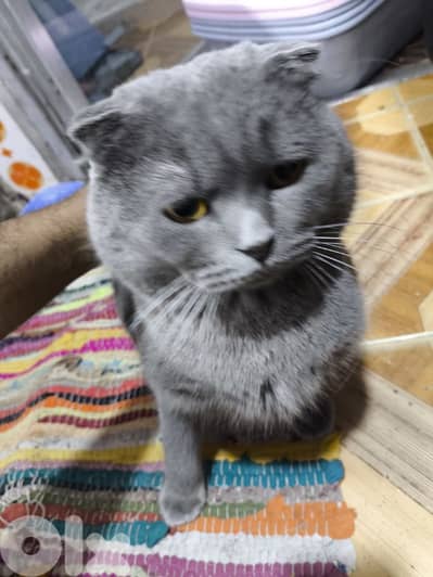 pure grey scottish fold