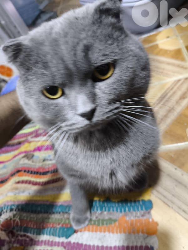 pure grey scottish fold 1