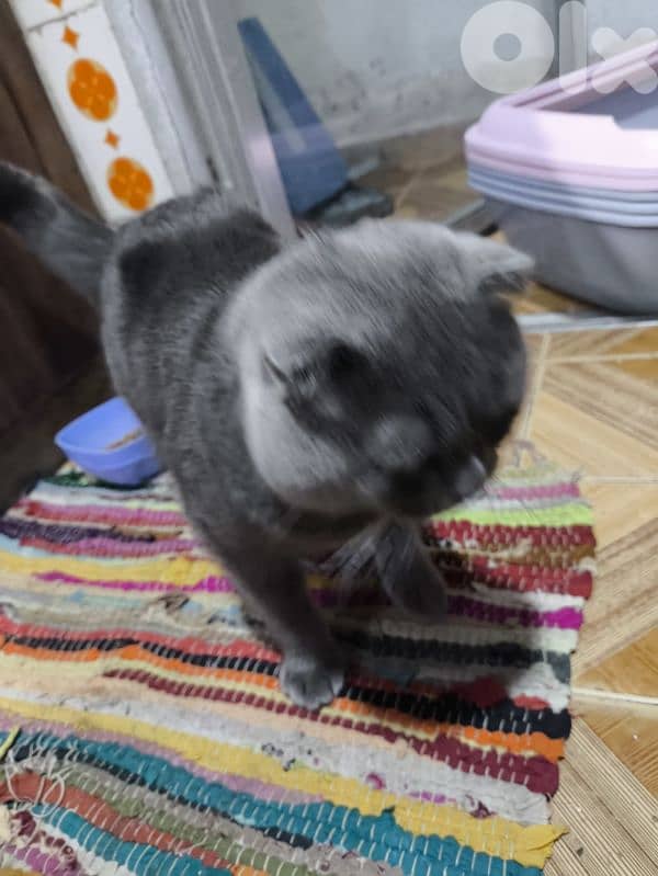 pure grey scottish fold 2