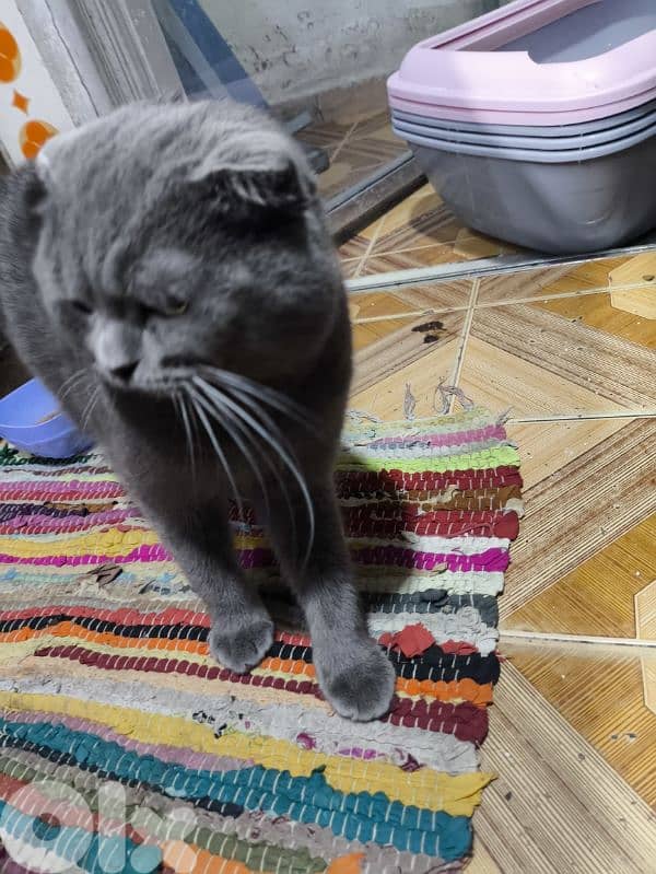 pure grey scottish fold 3