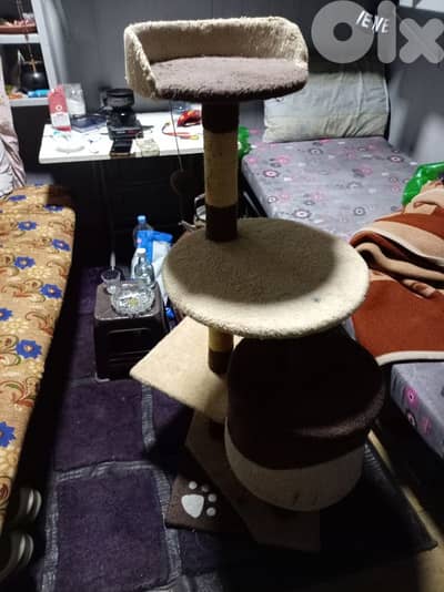 سكرتشر قطط للبيع