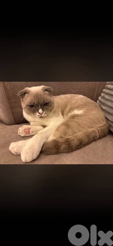 Lost CAT. 200$ reward if found lost in jnah near coral beach/ kempensi