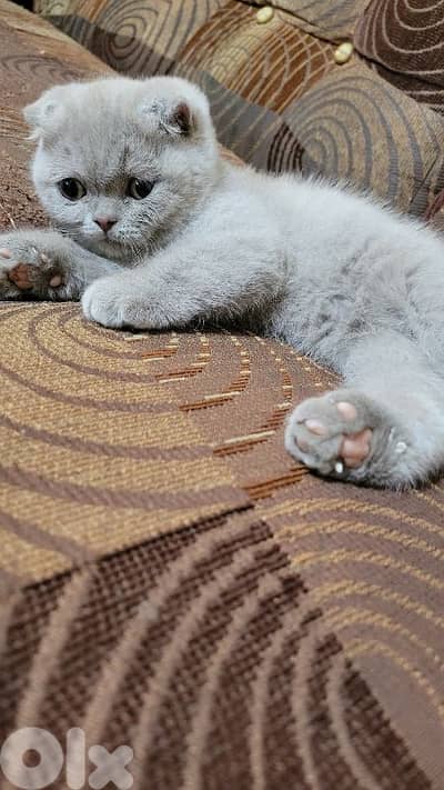 pure Scottish fold lilac kitten