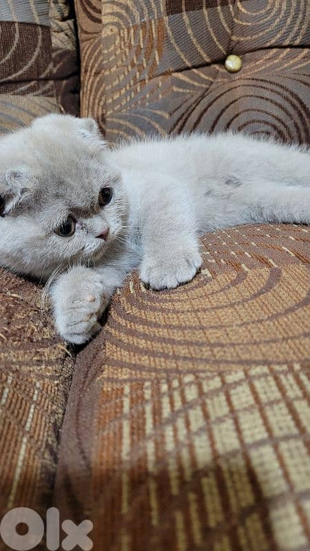 pure Scottish fold lilac kitten 1