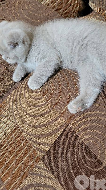 pure Scottish fold lilac kitten 2