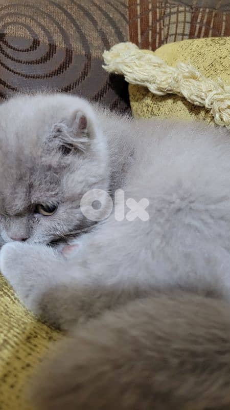 pure Scottish fold lilac kitten 4