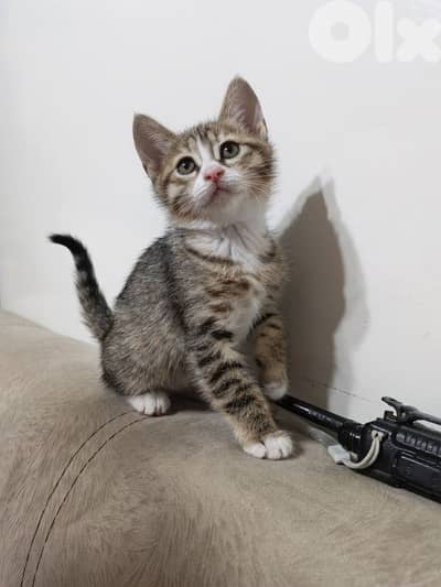 kittens for adoption