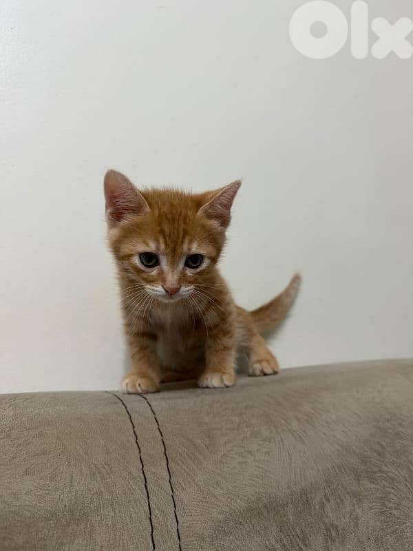 kittens for adoption 1