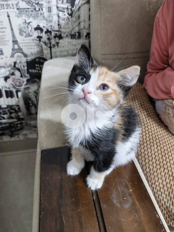 kittens for adoption 2