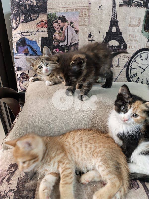 kittens for adoption 3