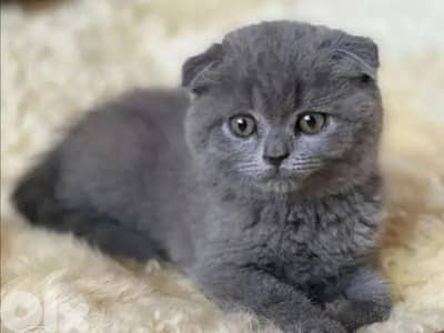 kitten scottish pure