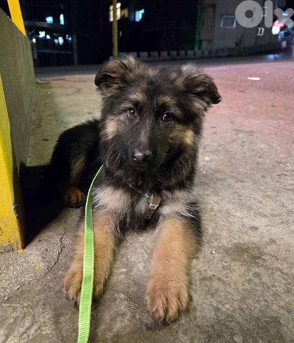 german sheppered 3