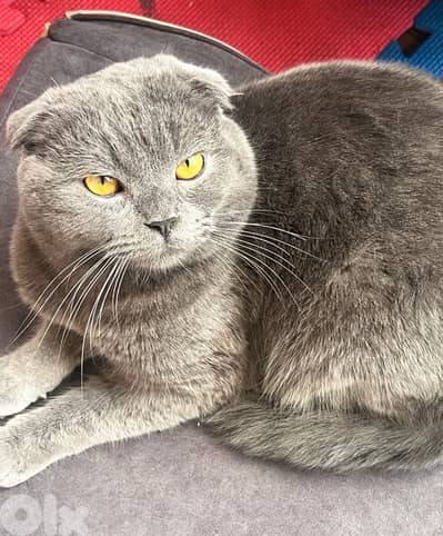 scottish fold