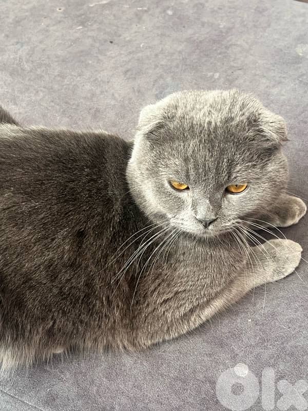 scottish fold 1