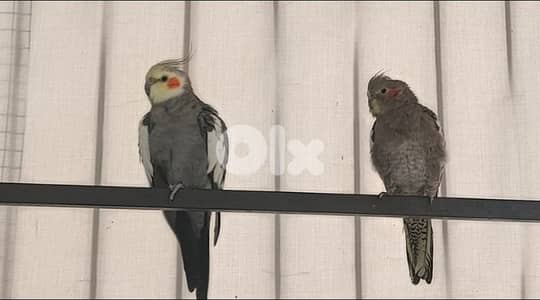 زوج كروان (كوكتيل) منتج وأليف جداً - فرصة لا تُعوض