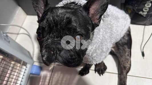 french bulldog for sale