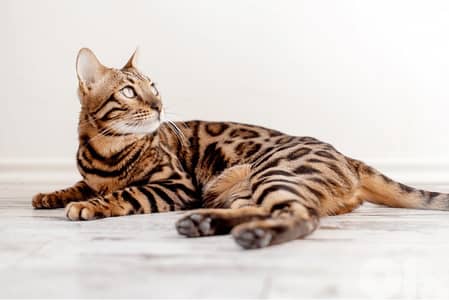 Female Bengal cat