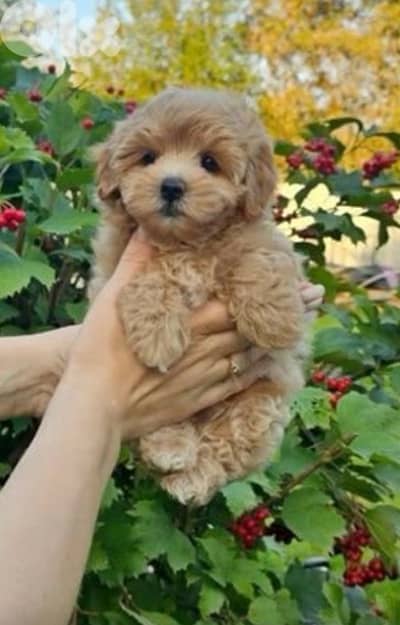 Small Toy Poodle apricot puppy IMPORTED