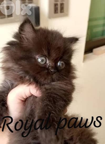 Beautiful Female Brown Persian kitten .
