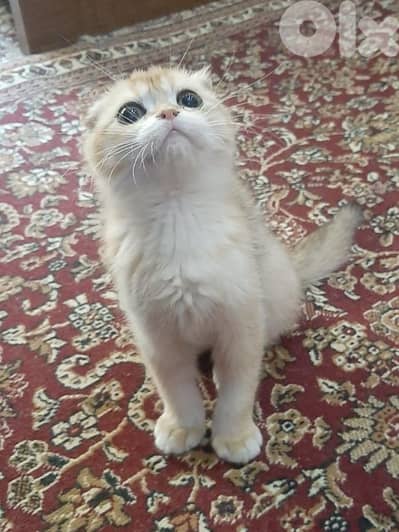 غولدن شنشيلا