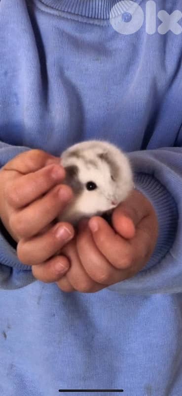 Dwarf Hamsters for sale 1