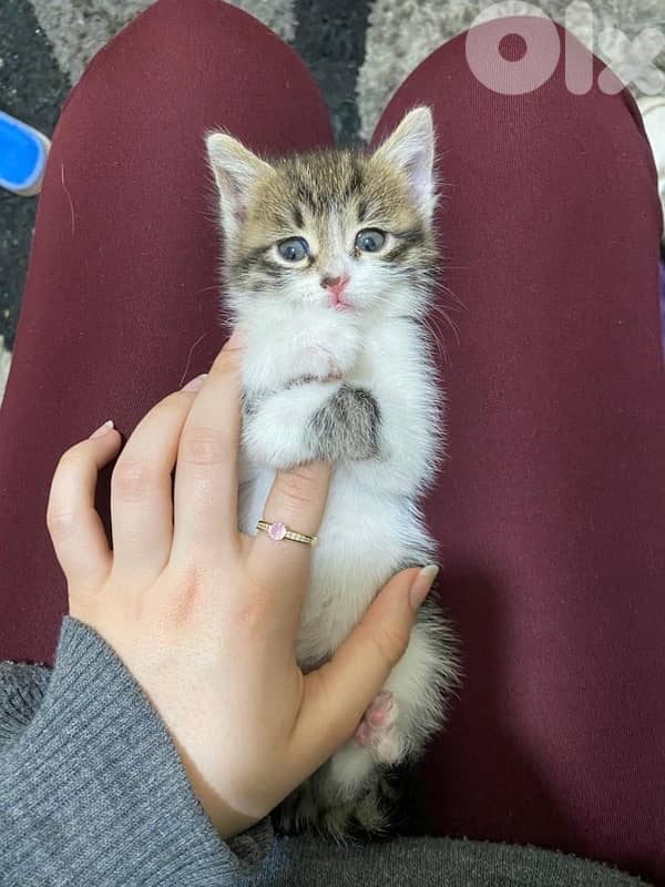 kitten 1