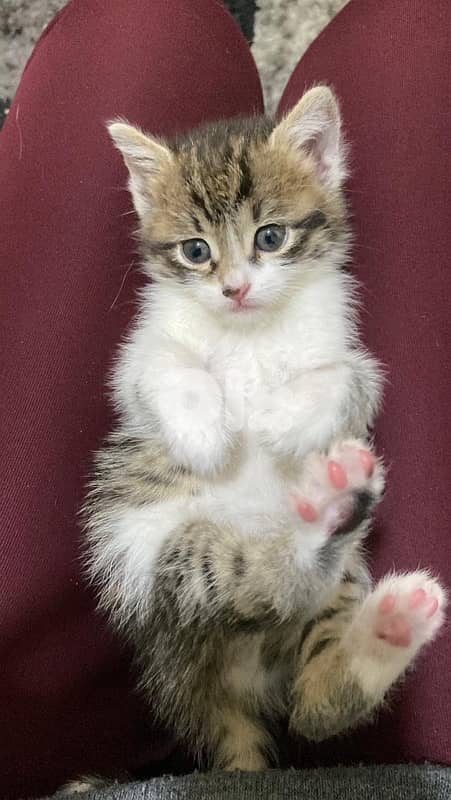 kitten 2