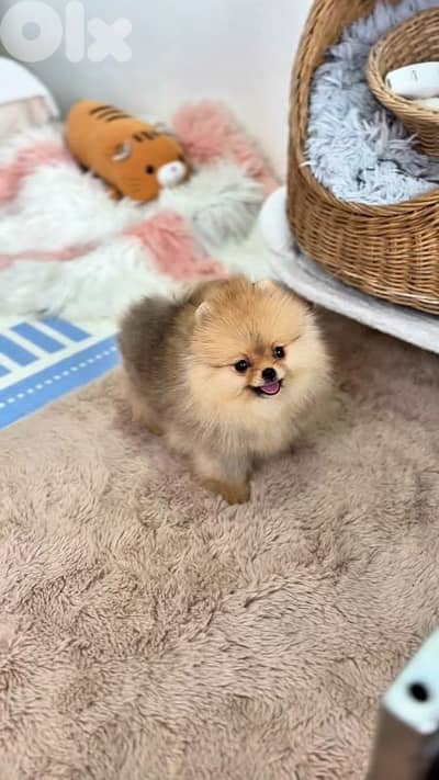 Adorable Pomeranian Puppies Available-High Quality-Delivery-Dog