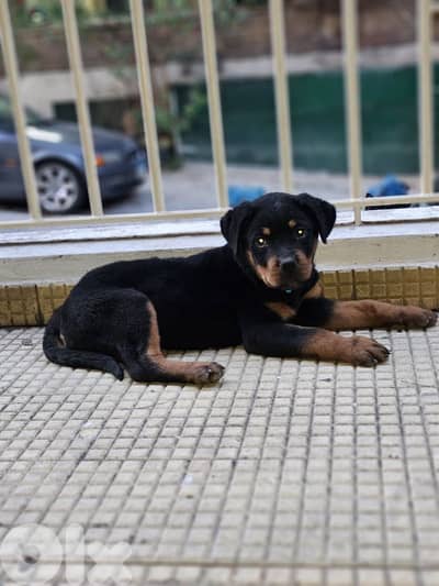 Puppy Rottweiler