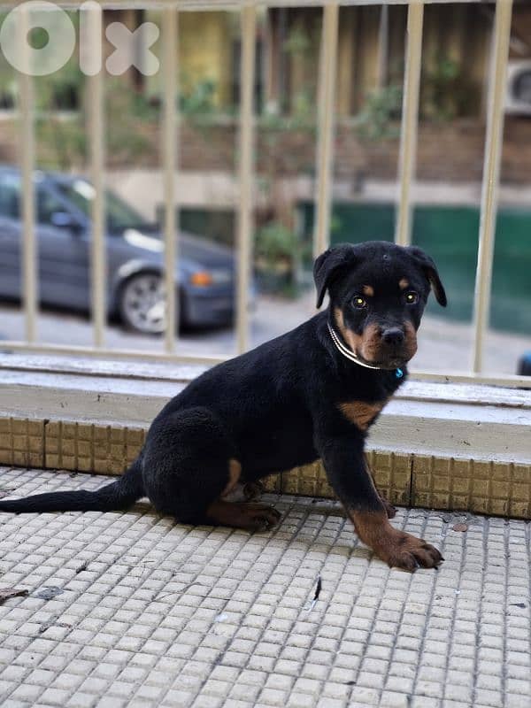 Puppy Rottweiler 1