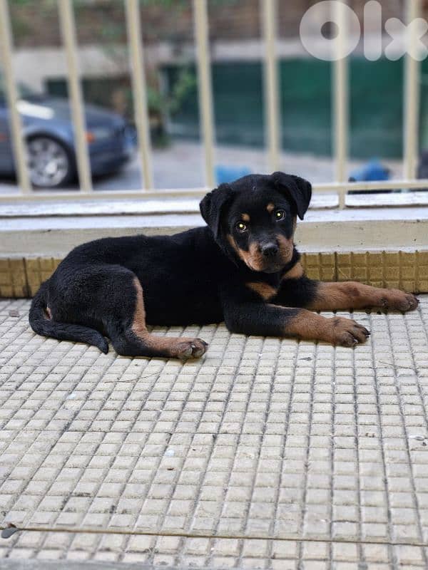 Puppy Rottweiler 2