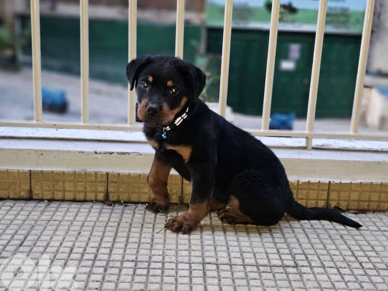 Puppy Rottweiler 3