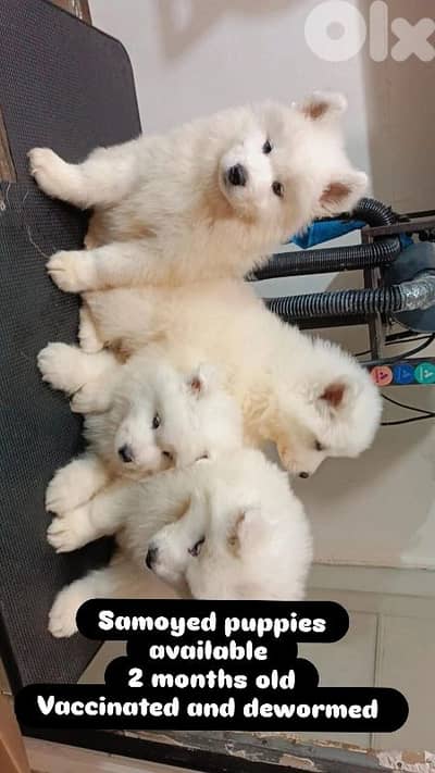 Pure Samoyed puppies available