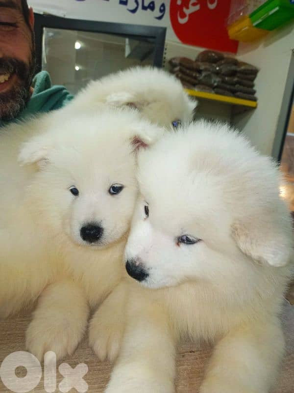 Pure Samoyed puppies available 1