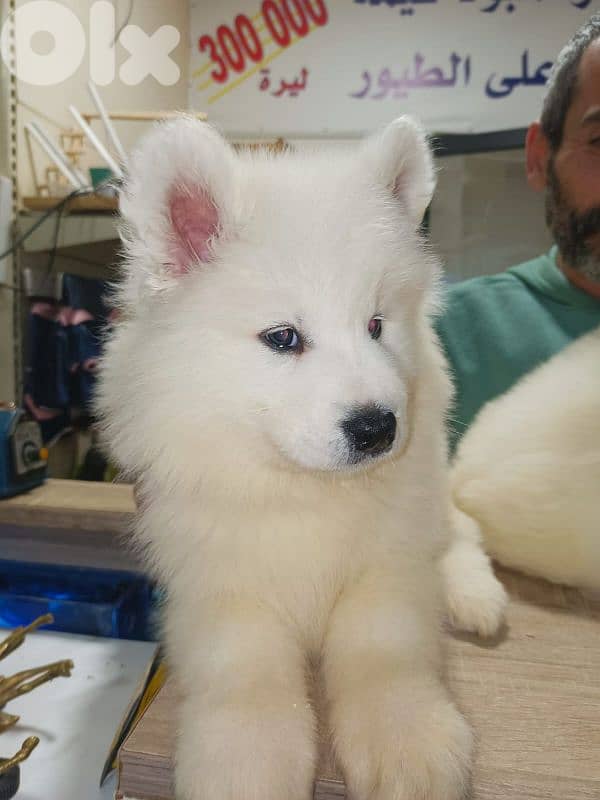 Pure Samoyed puppies available 2