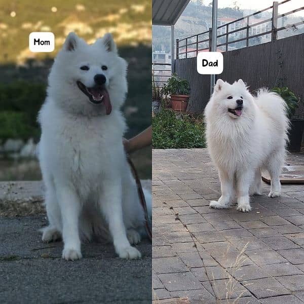 Pure Samoyed puppies available 3