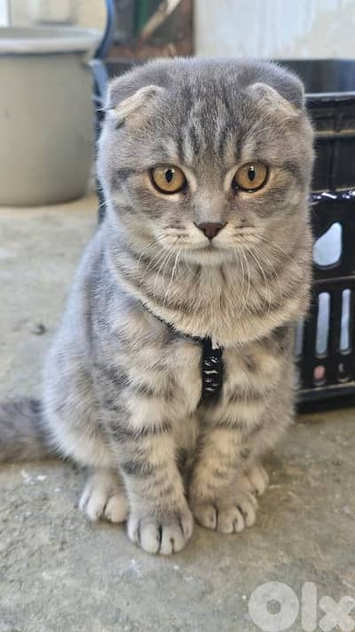 Scottich fold kitten and Mature (mother pure, father british)