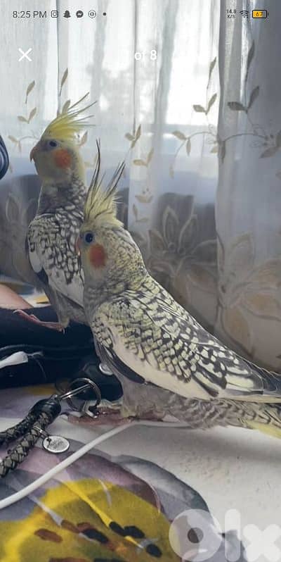 جوز كروان ايزبيل