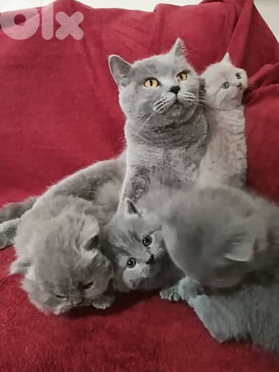 Pure British kittens