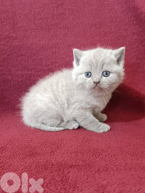 Pure British kittens 1