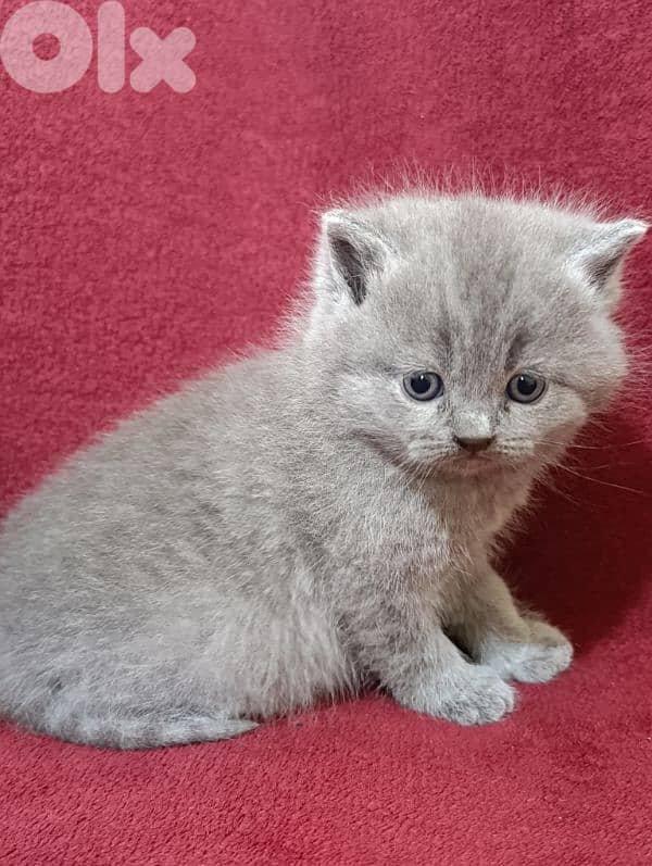 Pure British kittens 2