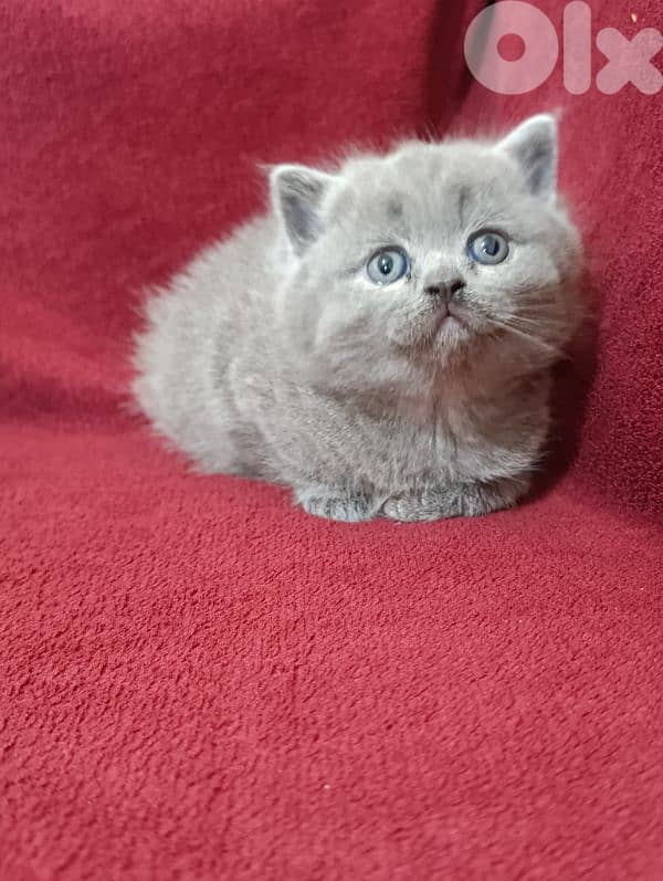 Pure British kittens 3