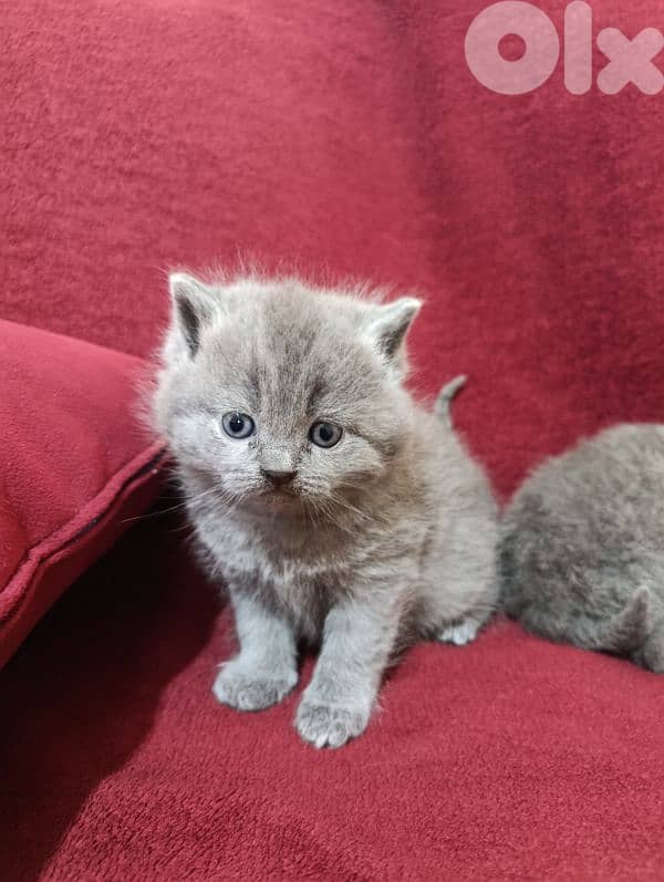 Pure British kittens 4
