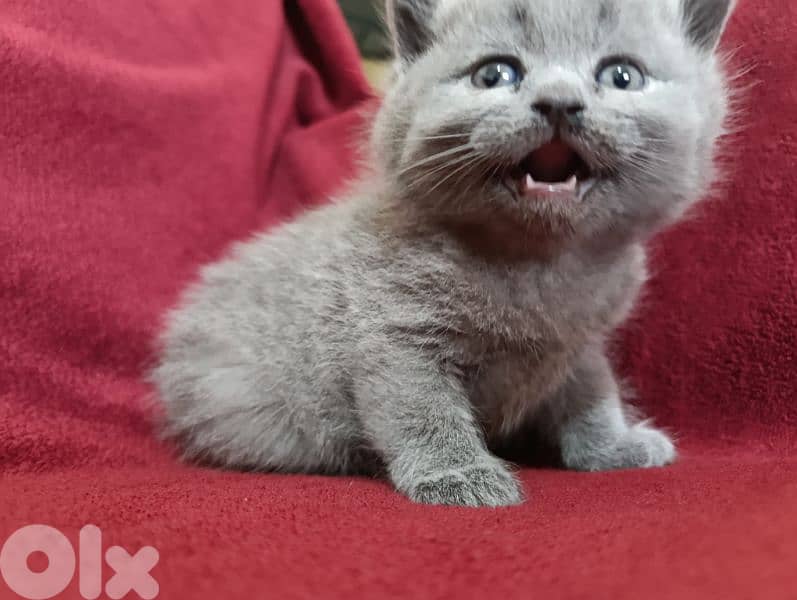 Pure British kittens 5