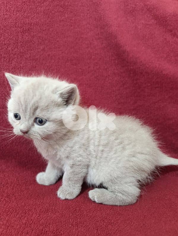 Pure British kittens 6