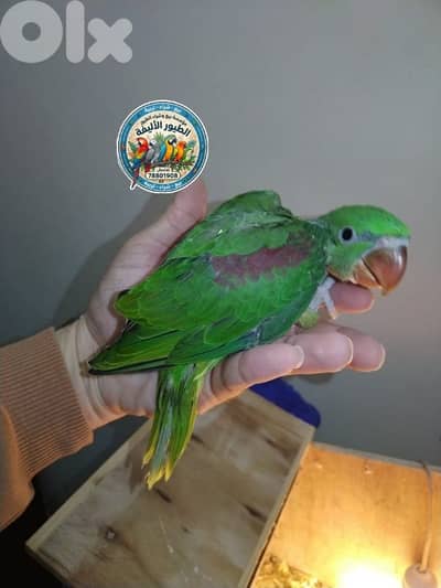 متاح فرخ نيبالي و زواج و سينيغالي