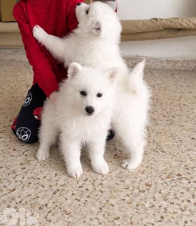 Pure samoyed puppies 2 months old  for 250$ only