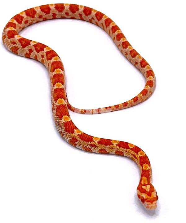 Creamsicle cornsake 1