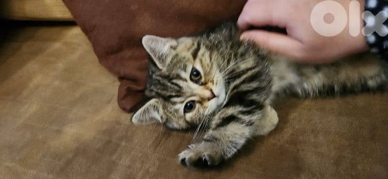 Scottish and British Cat 2