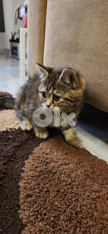 Scottish and British Cat